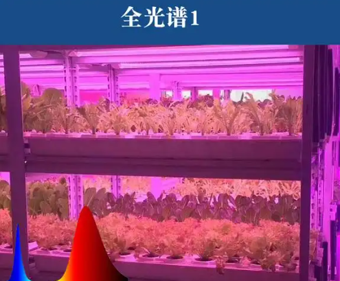 鍏ㄥ厜璋辨鐗╃敓闀跨伅綆?png